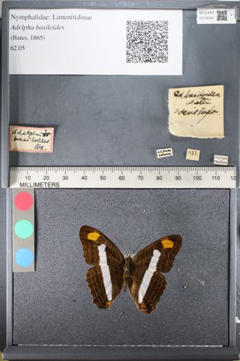 Media type: image;   Entomology 145361